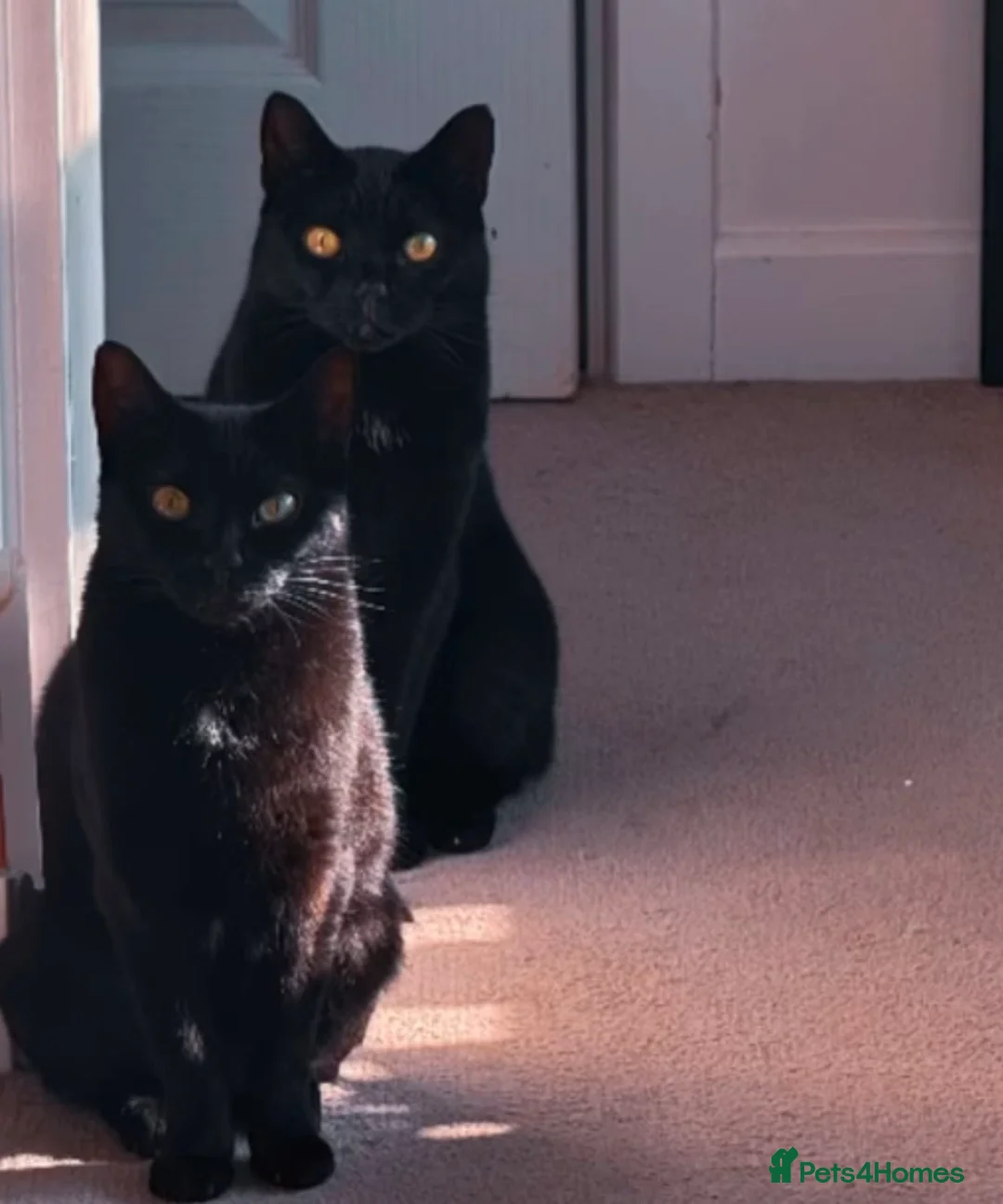 Bombay cats for sale: X2 female cats 4 years to be rehomed - Advert 4