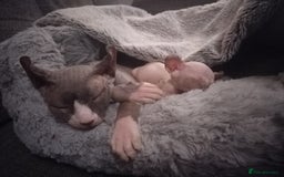 Sphynx cats for sale: Sphinx - Image 7