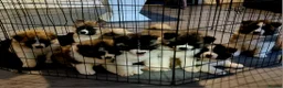 Akita dogs for sale: 9 weeks old Akita pups READY  - Advert 16