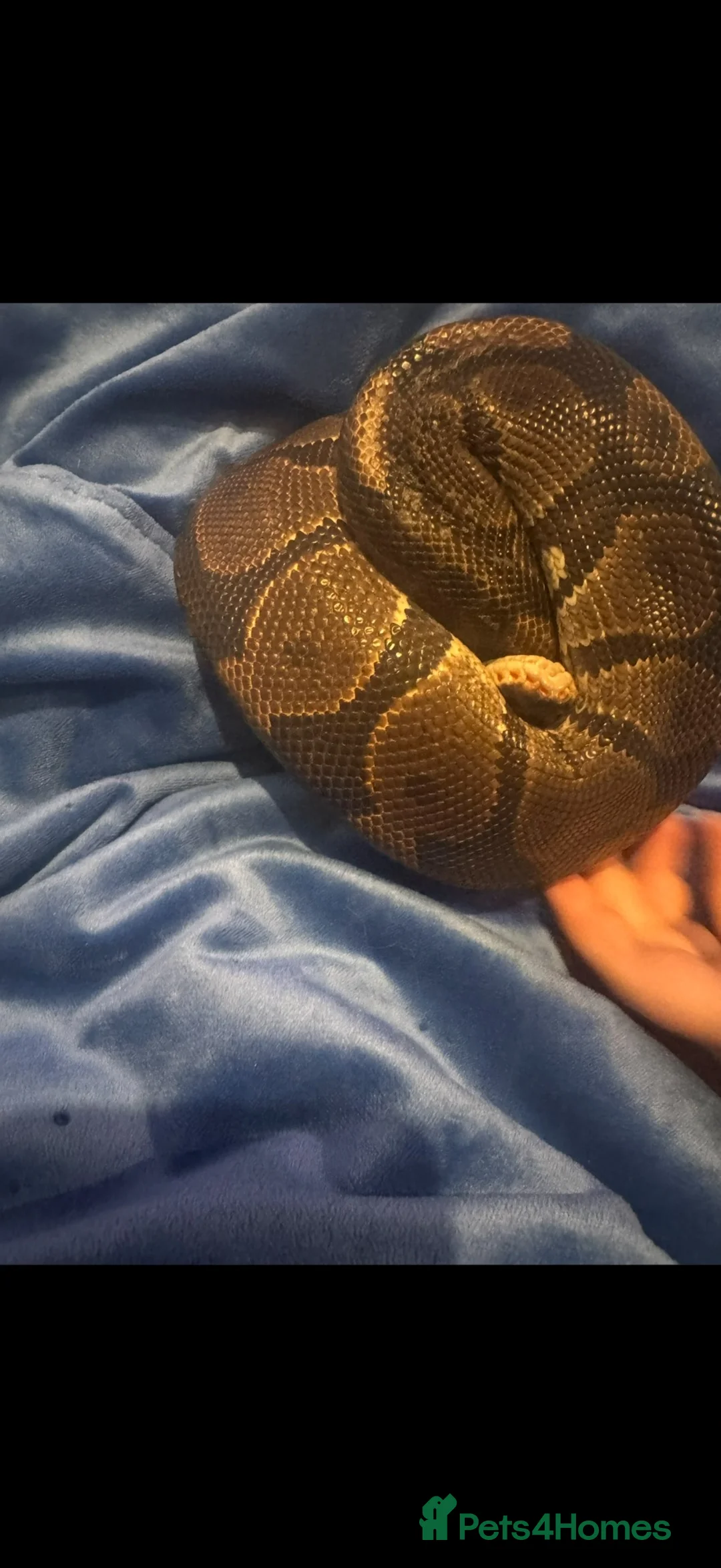 Python Snake reptiles for sale: 🐍 Beautiful Friendly Royal Python  - Advert 5