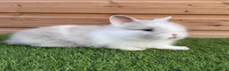 Lionhead rabbits for sale: Beautifully Bred Double Mane Lionhead Bunnies  - Advert 8