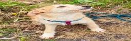 Mixed Breed dogs for adoption: Jock - terrier mix puppy - Advert 3