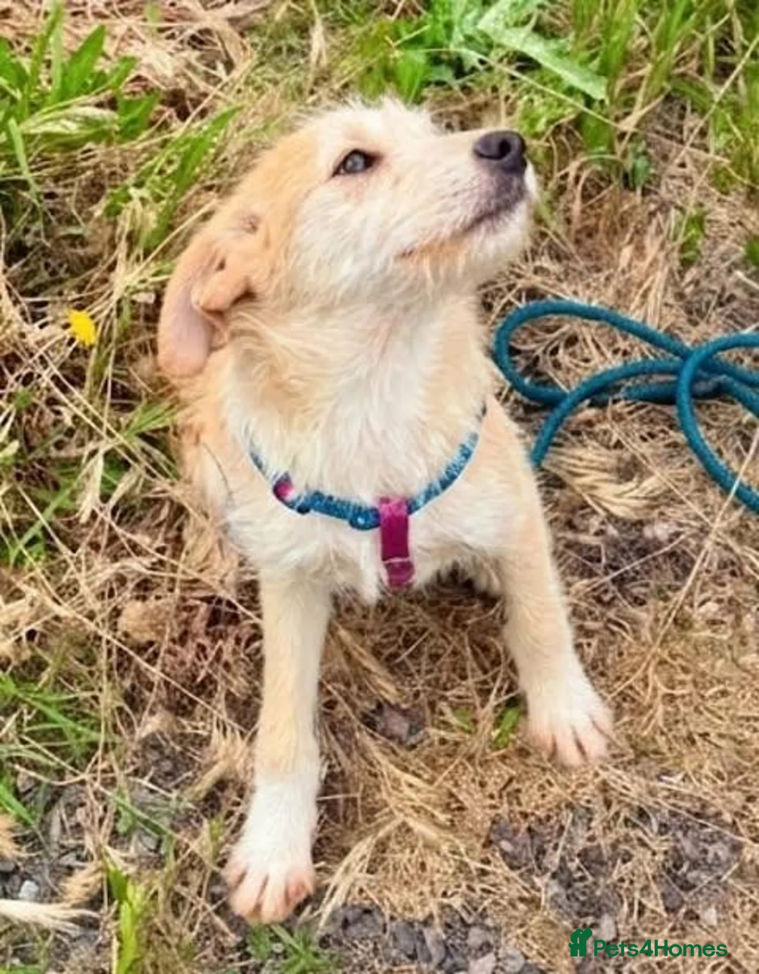 Mixed Breed dogs for adoption: Jock - terrier mix puppy - Advert 3