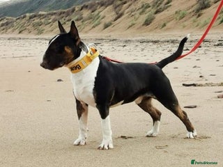 English Bull Terrier dogs in Cwmbran - Advert 1