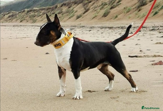English Bull Terrier dogs Bear for stud in Cwmbran - Advert 2