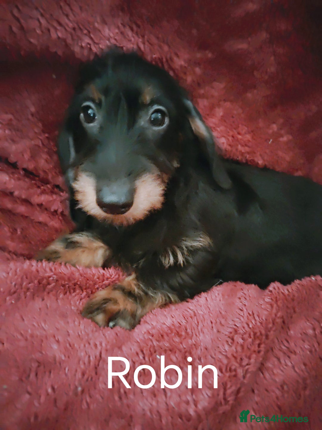 Dachshund dogs for sale: Miniature Dachshund puppies for sale  - Image 12