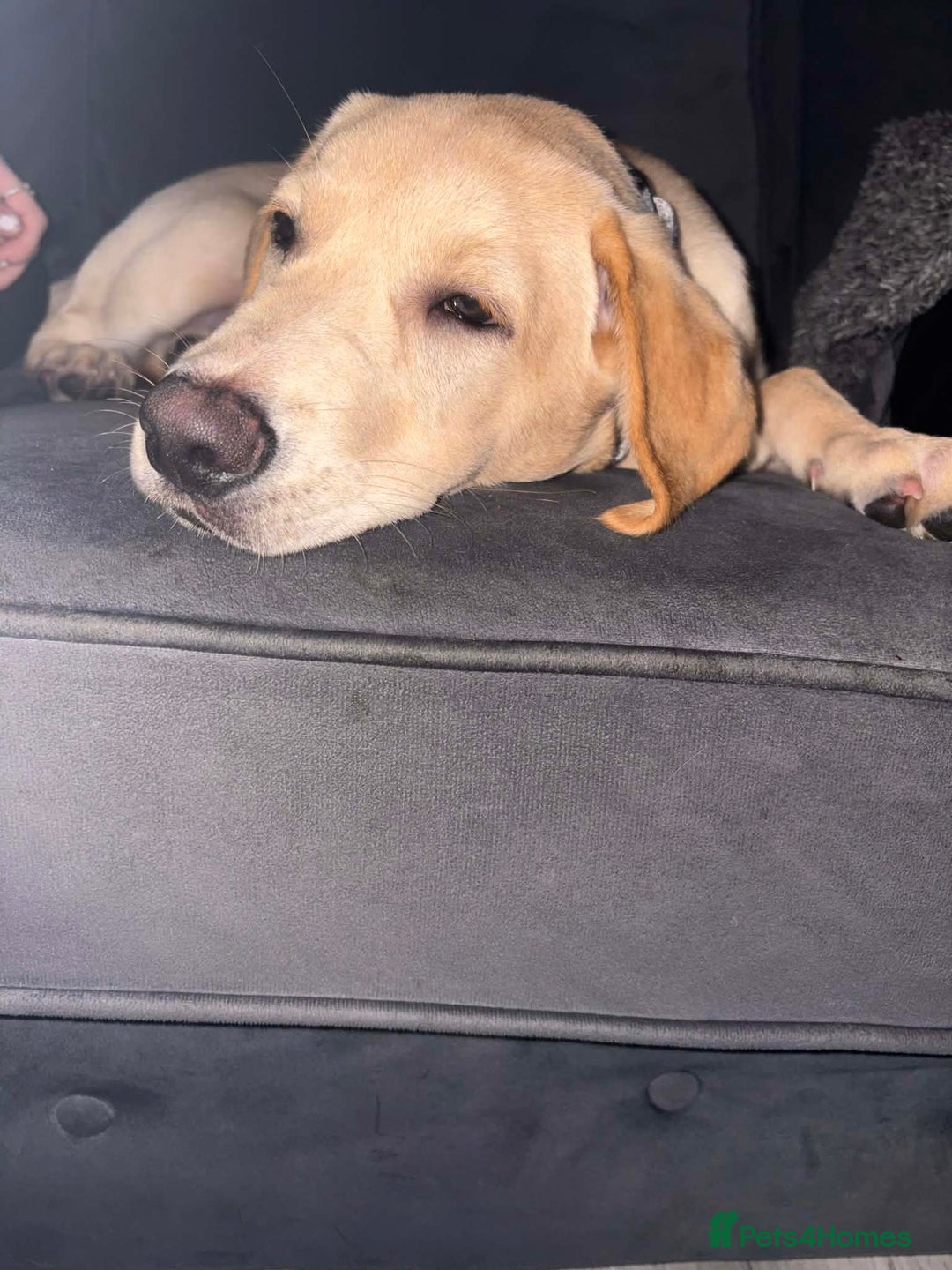 Labrador Retriever dogs for sale: Marley - Advert 2