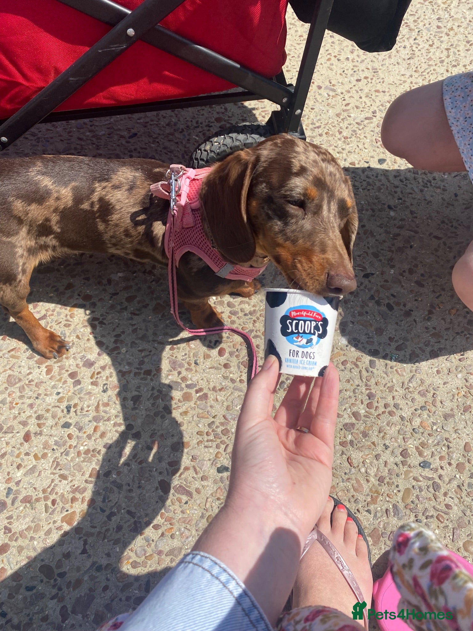 Miniature Dachshund dogs 4yr Female mini dachshund  - Advert 6