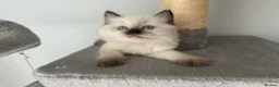 Ragdoll cats for sale: Ethically-raised GCCF seal colourpoint ragdoll   - Advert 6