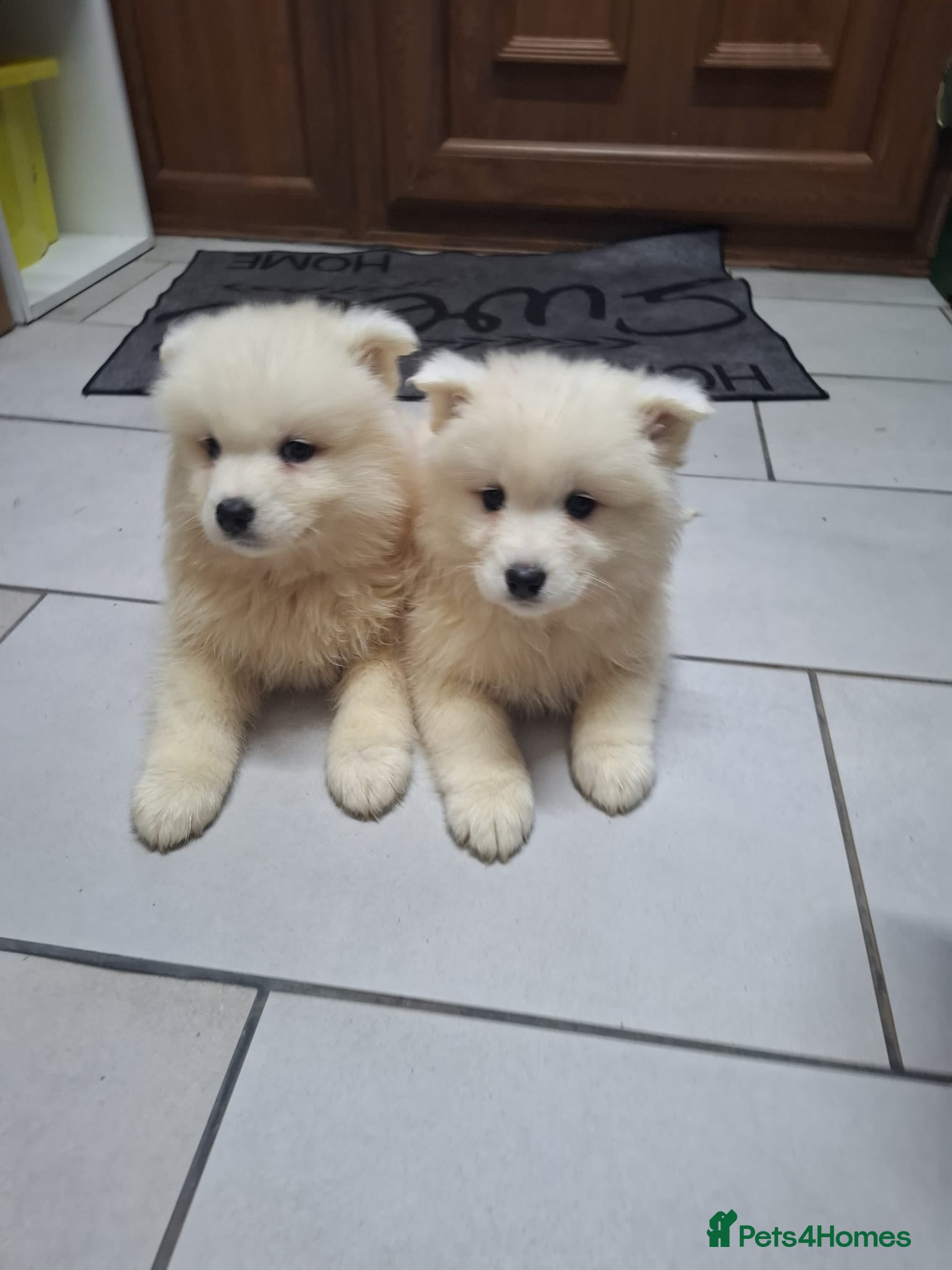 Samoyed dogs Beautiful Samoyed Puppies –1 boy& 1 girl Available - Advert 7