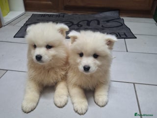 Samoyed dogs Adorable Samoyed Puppies, Ready for New Homes NOW - Advert 17