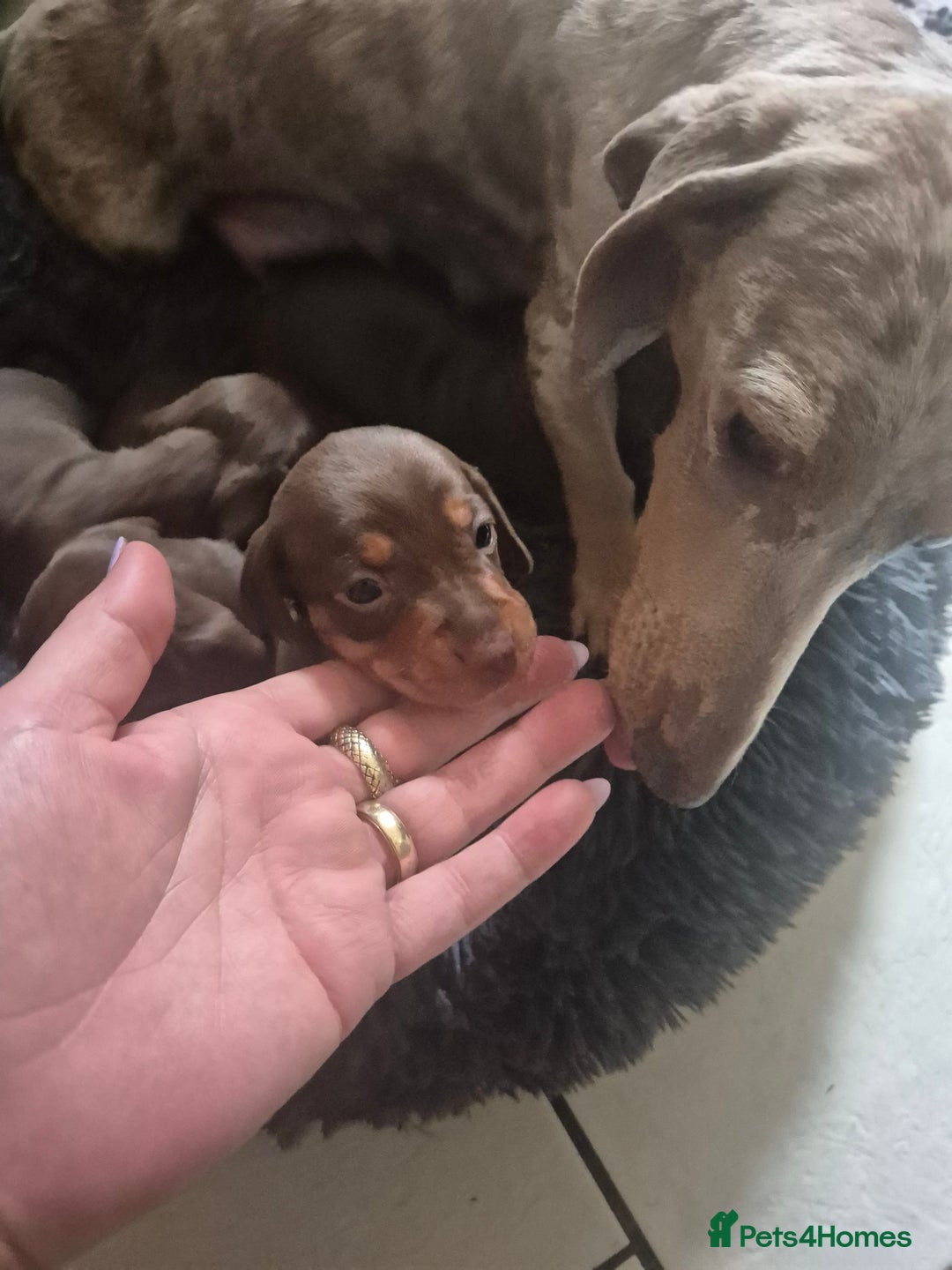 Miniature Dachshund dogs for sale: Minature smooth haired Dachshunds - Image 7