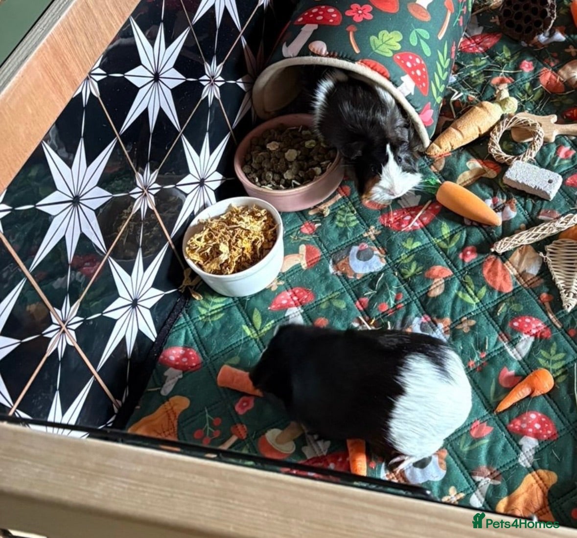 Guinea Pig rodents Two female guinea pigs  - Advert 1