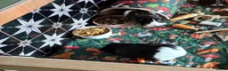 Guinea Pig rodents for sale: Two female guinea pigs  in Leicester - Advert 1