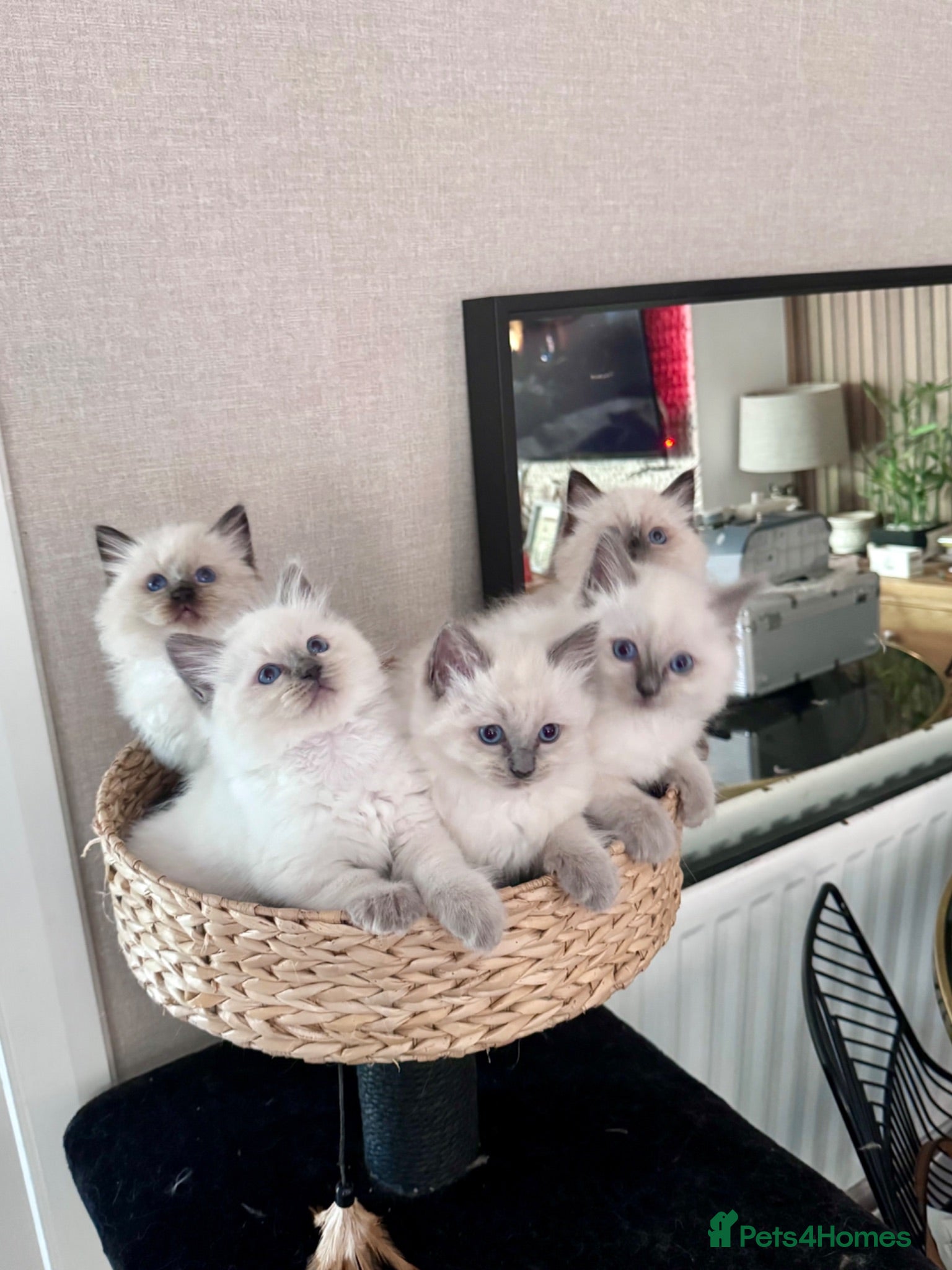 Ragdoll cats Ragkins Registered pedigree Ragdoll kittens  - Advert 1
