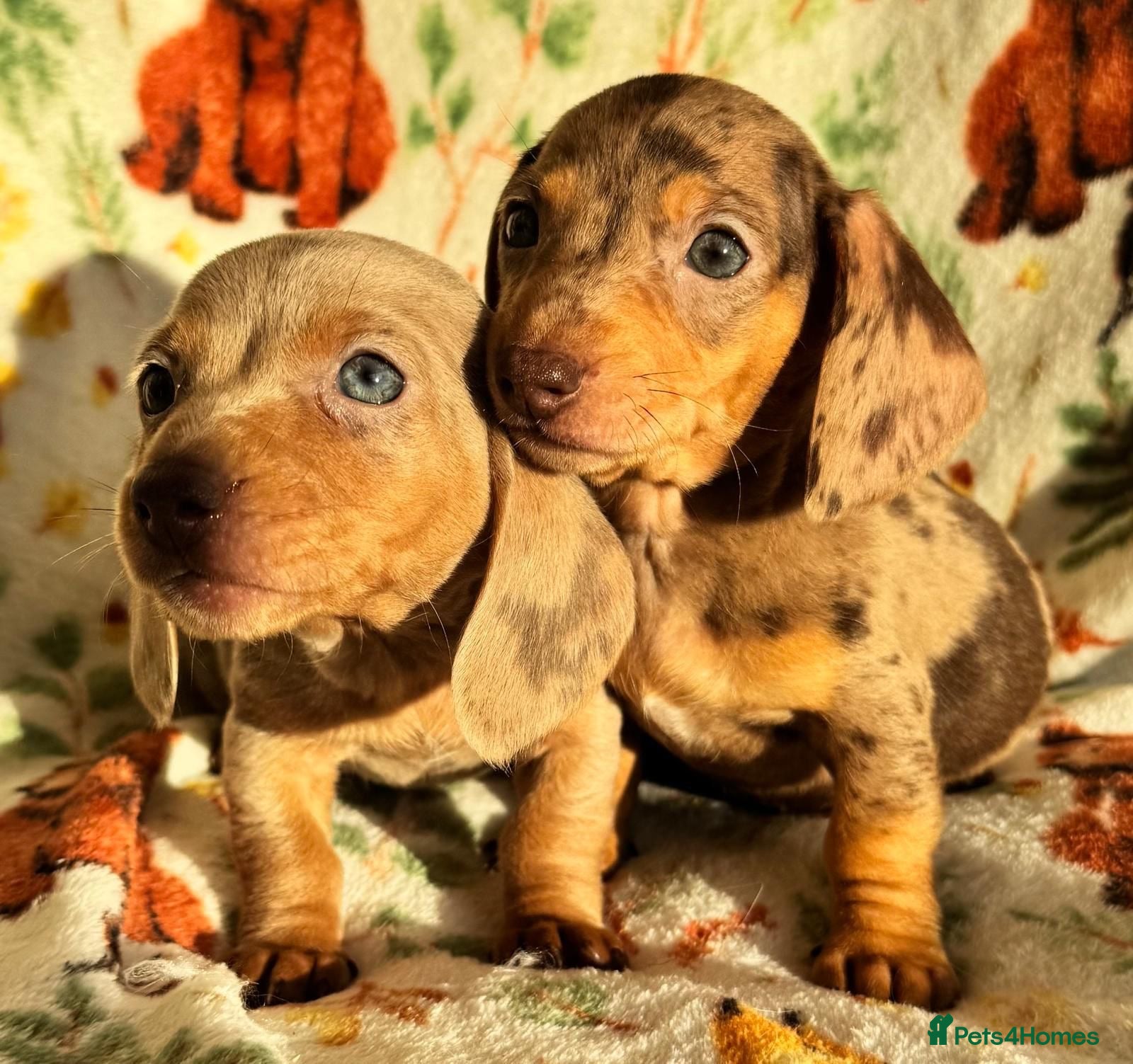 Miniature Dachshund dogs 3 beautiful mini dashs fully vaccinated ready now - Advert 3