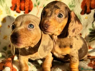 Miniature Dachshund dogs 3 beautiful mini dashs fully vaccinated ready now - Advert 3