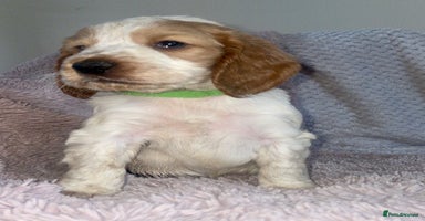 Cocker Spaniel dogs - Advert 8