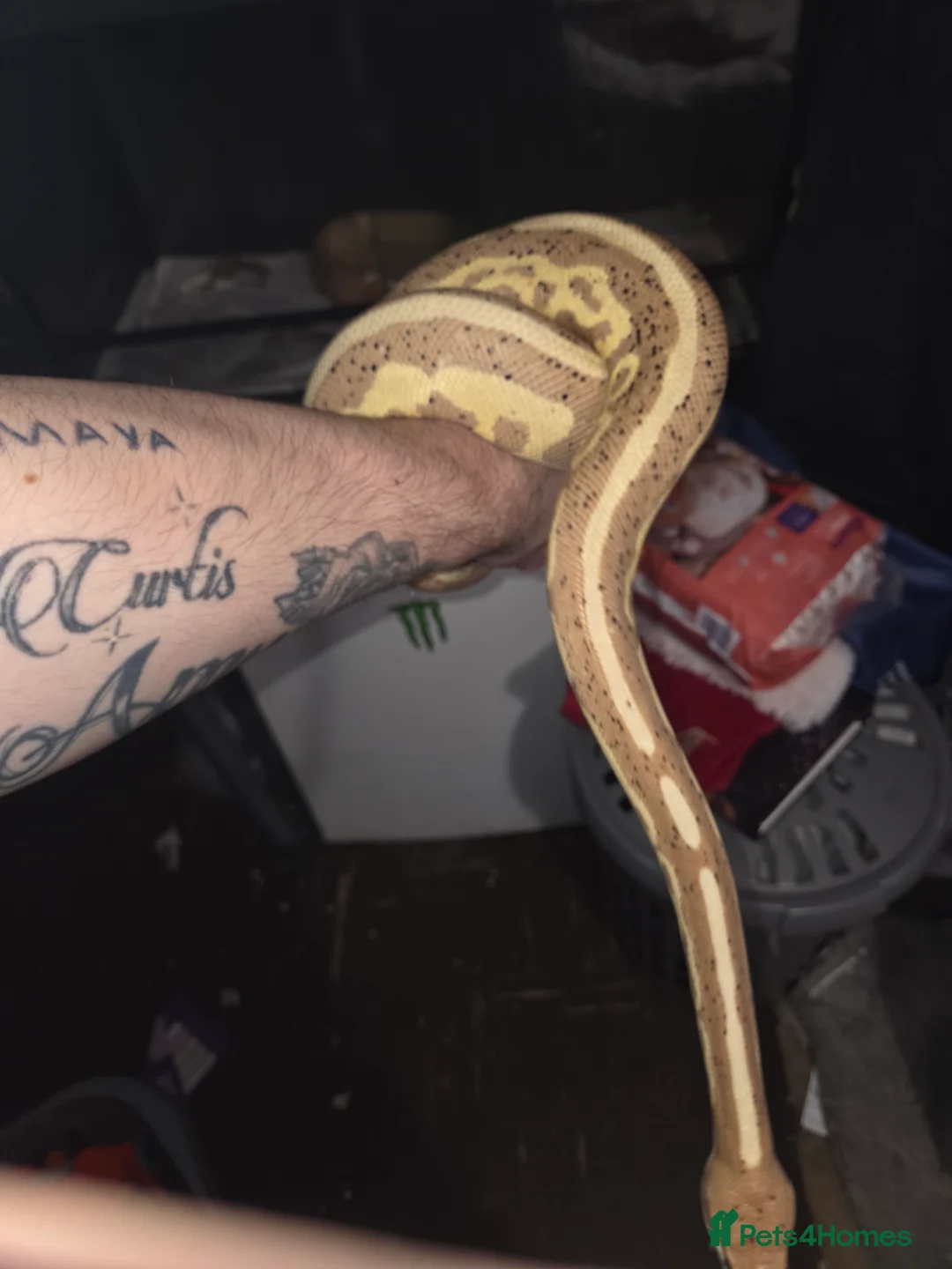 Python Snake reptiles for sale: 3 female royal pythons All 3 for 160 today only! - Advert 8