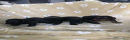 Doxiepoo dogs for sale: F1 daxiepoo puppies  - Advert 21