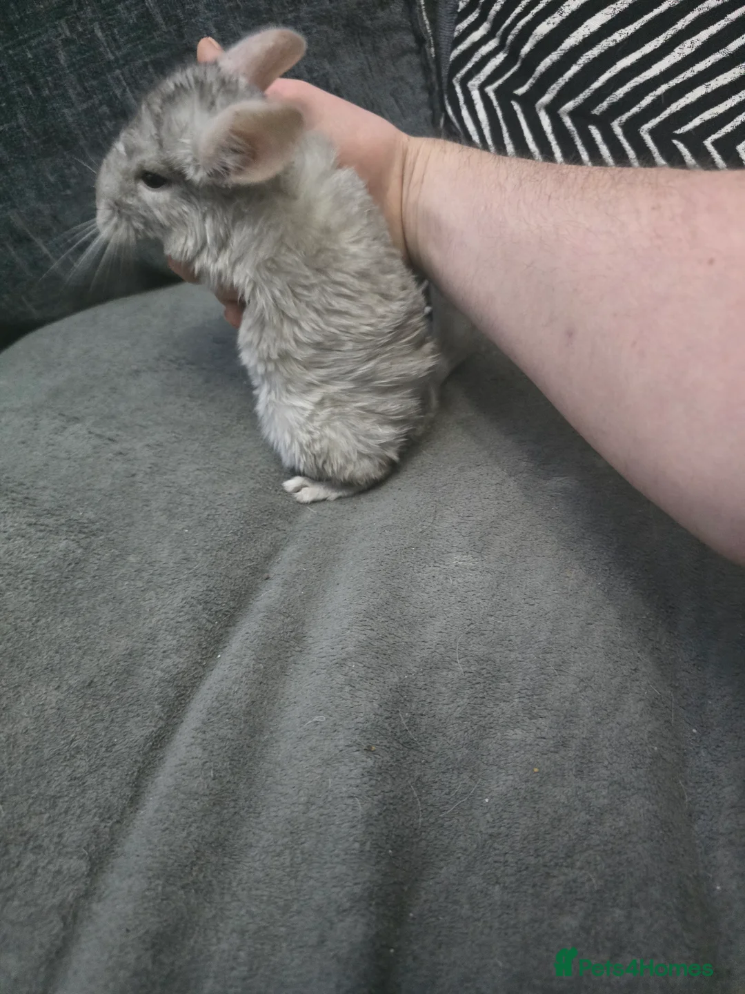 Chinchilla rodents for sale: Lovely Hetero baige Chinchilla kits  - Advert 12