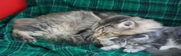 Maine Coon cats for sale: American Maine coon Kittens in Buckley - Advert 4