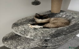 Ragdoll cats for sale: Ragdoll  - Image 6
