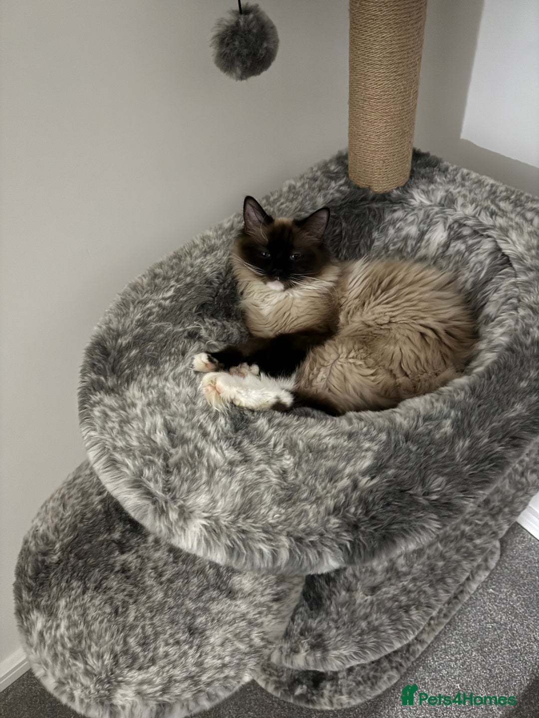 Ragdoll cats for sale: Ragdoll  - Image 6