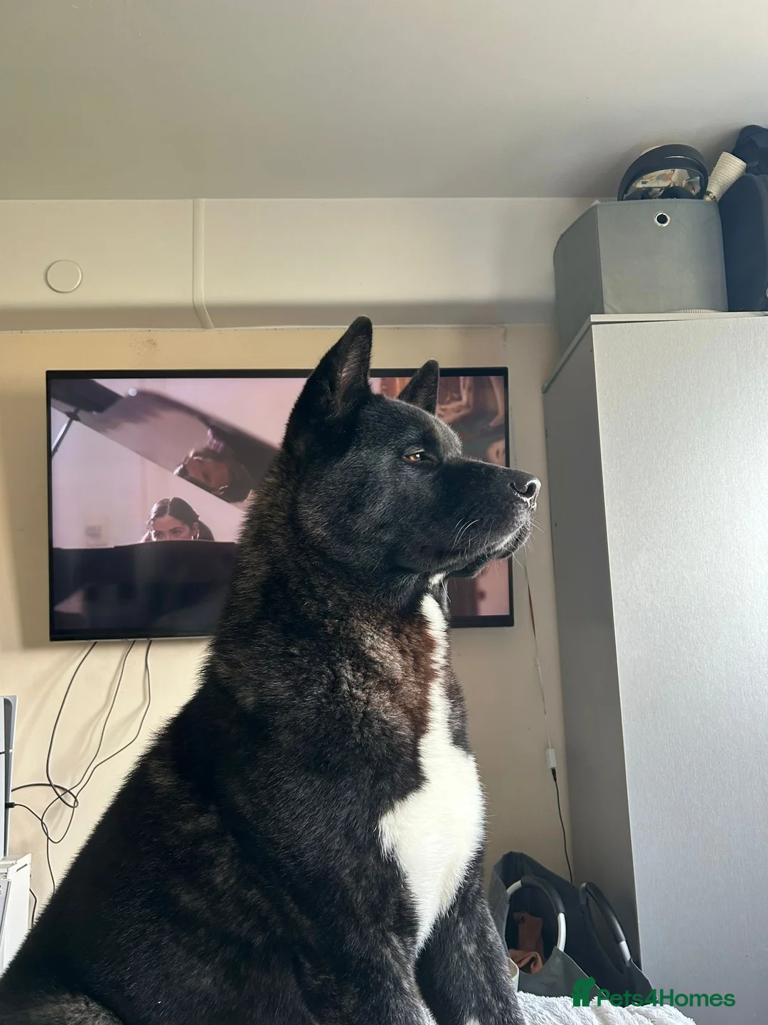 Akita dogs for stud: American Akita for stud  in Birmingham - Advert 4