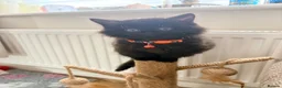 Mixed Breed cats for sale: 2 long hair gorgeous 14 week old kittens  - Advert 3