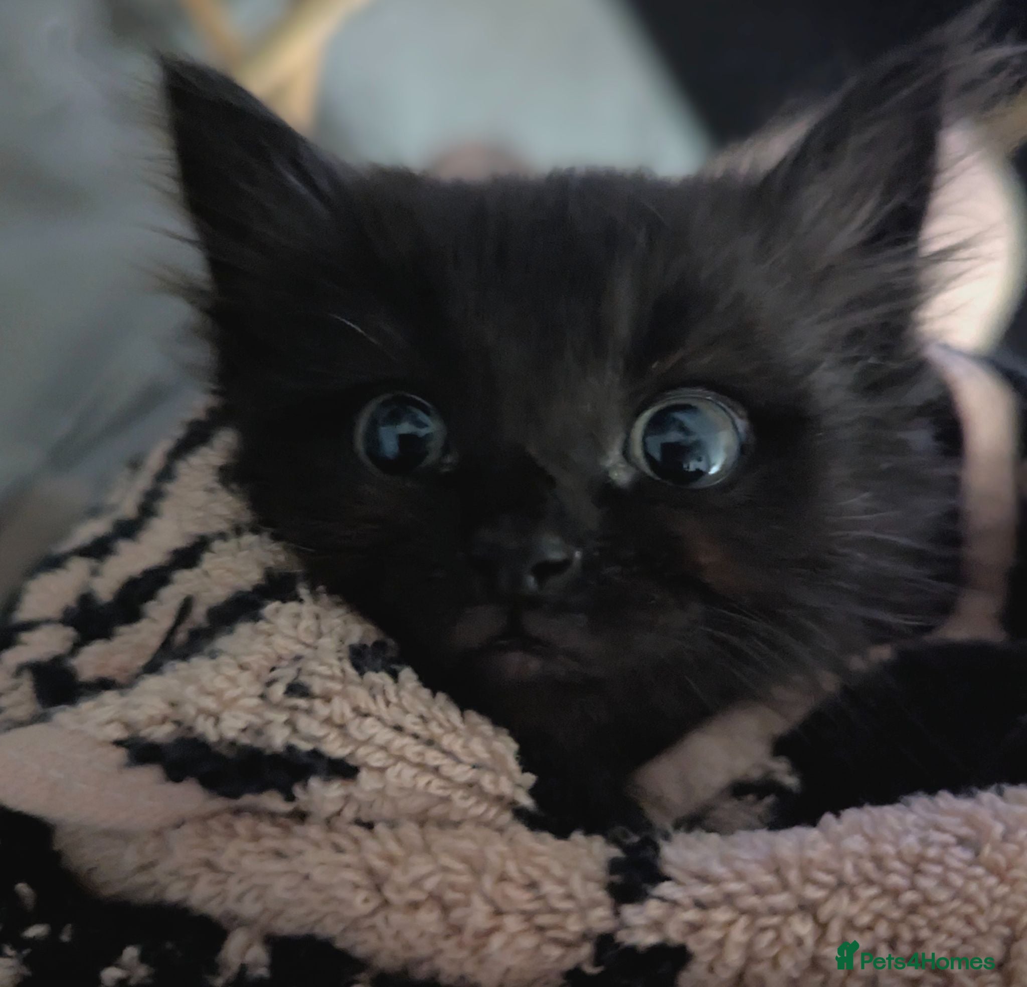 Ragdoll cats URGENT little Orphan Kitten needs a home!  - Advert 14
