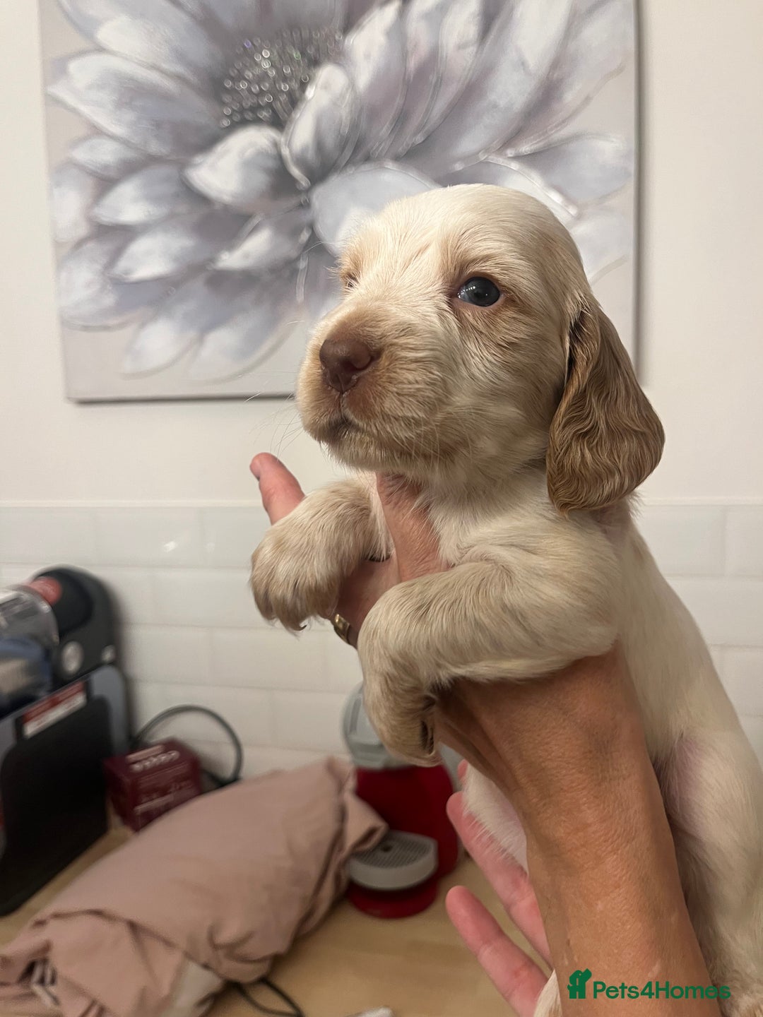 Cocker Spaniel dogs for sale: BEAUTIFUL COCKER SPANIEL PUPS - Advert 26