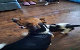 Jack Russell dogs for sale: Jack Russell puppies - Image 3