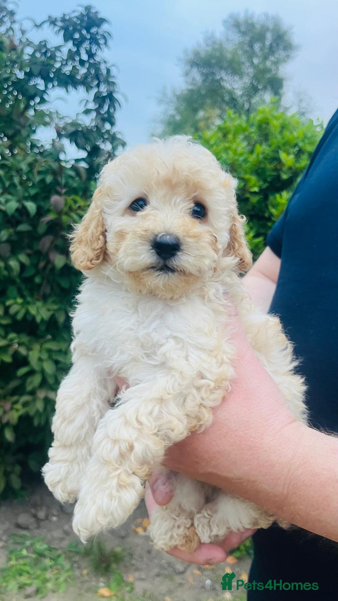 Labradoodle dogs for sale: Chunky Miniature Soft Curled Labradoodle Pups - Image 21