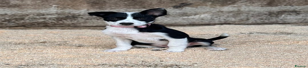 Border Collie Puppy 1