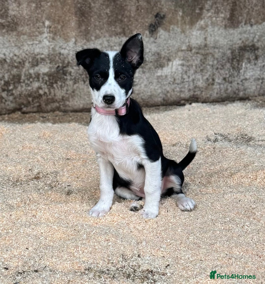Border Collie dogs for sale: Beautiful Border Collie Puppies - Image 1