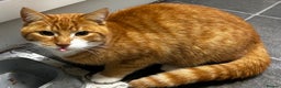 Mixed Breed cats for sale: FREE - Ginger Male Cat - 7 Months - Advert 2