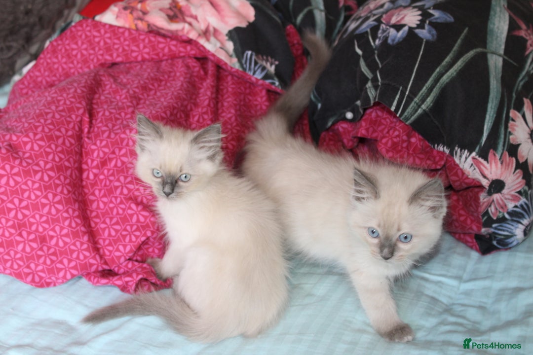 Ragdoll cats for sale: Ragdoll  - Image 2