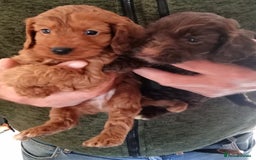 Cockapoo dogs for sale: Cockapoo puppies f1 show ) ruby red! In litter ♥️ - Image 5