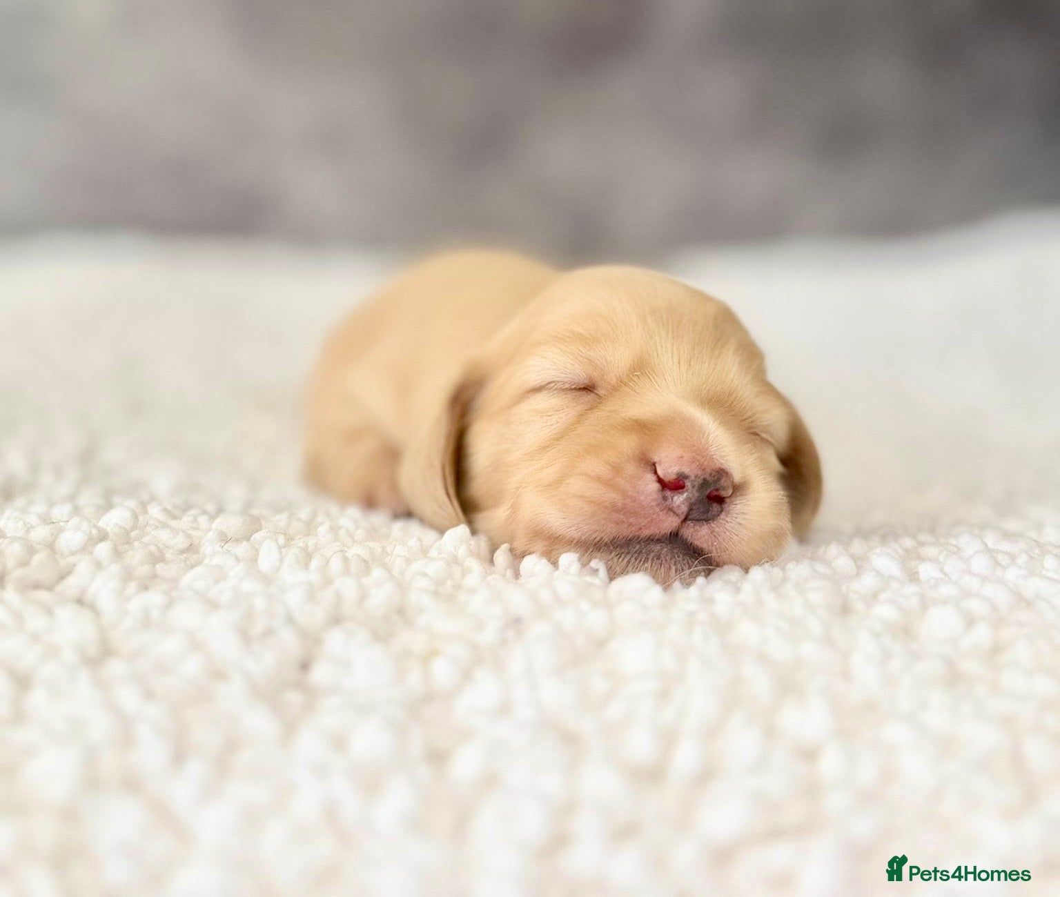 Miniature Dachshund dogs 𝕃𝕠𝕟𝕘 𝕙𝕒𝕚𝕣𝕖𝕕 𝕔𝕣𝕖𝕒𝕞 𝕡𝕦𝕡𝕡𝕚𝕖𝕤🤍 - Advert 2