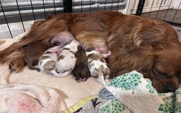 Cavalier King Charles Spaniel dogs for sale: 5 King Charles Ruby & Blenheim Puppies  - Image 10