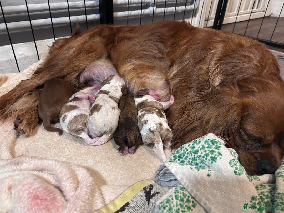 Cavalier King Charles Spaniel dogs for sale: 5 King Charles Ruby & Blenheim Puppies  - Image 10