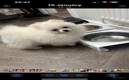 Pomeranian dogs for sale: Beautiful boy Pomeranian - Image 4