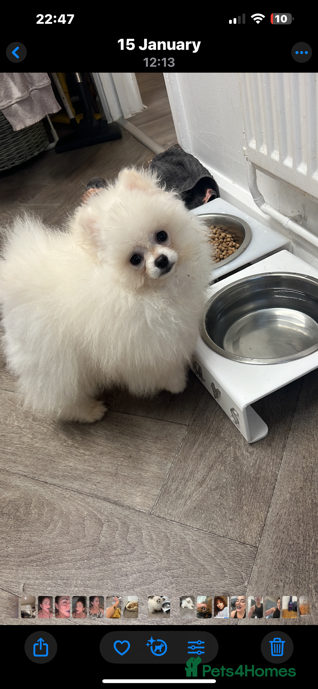 Pomeranian dogs for sale: Beautiful boy Pomeranian - Image 4