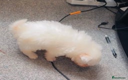 Bichon Frise dogs for sale: Pedigree bichon frise    - Image 7