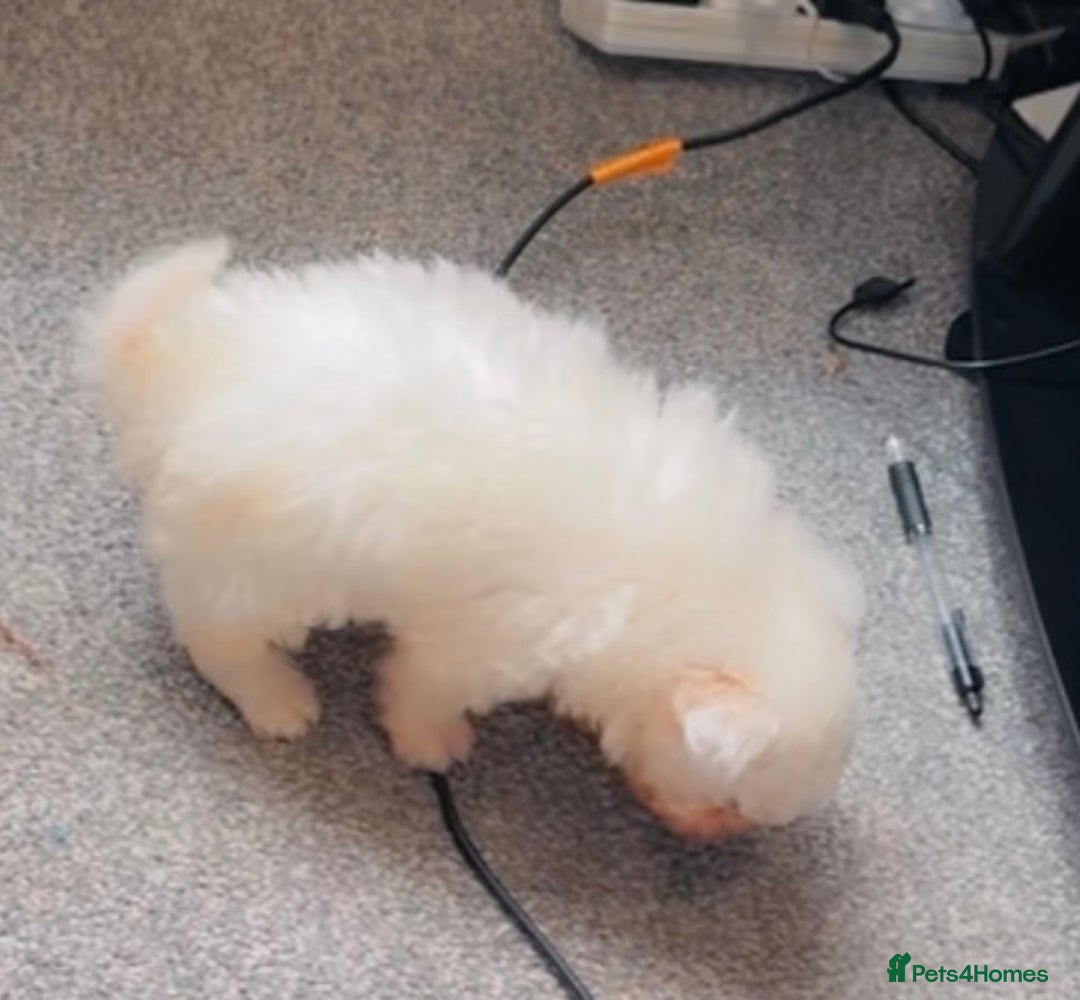 Bichon Frise dogs for sale: Pedigree bichon frise    - Image 7
