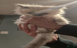 Ragdoll cats for sale: 5 Beautiful Ragdoll Kittens  - Image 17