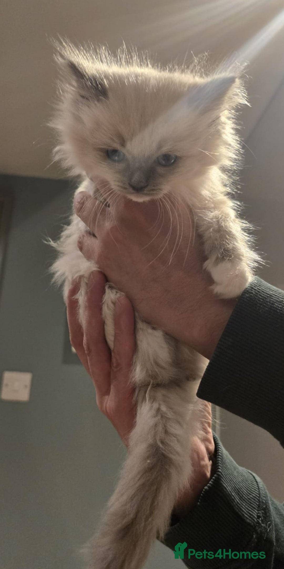 Ragdoll cats for sale: 5 Beautiful Ragdoll Kittens  - Image 17