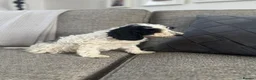 Cockapoo dogs for sale: 5x beautiful F1 cockapoo puppies  in Newbury - Advert 3