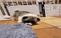 Akita dogs for sale: Akita puppies ready 7th December - Advert 10